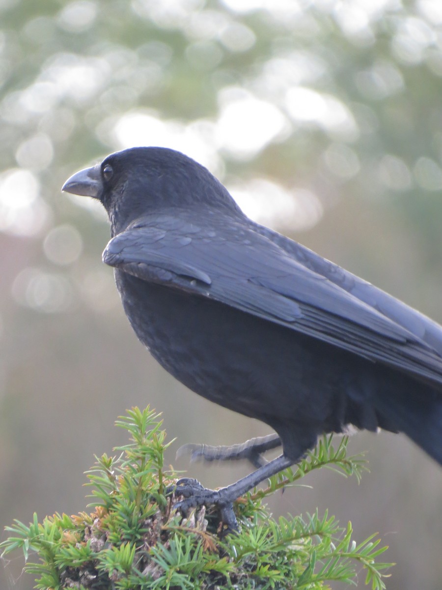 Carrion Crow - ML610913806