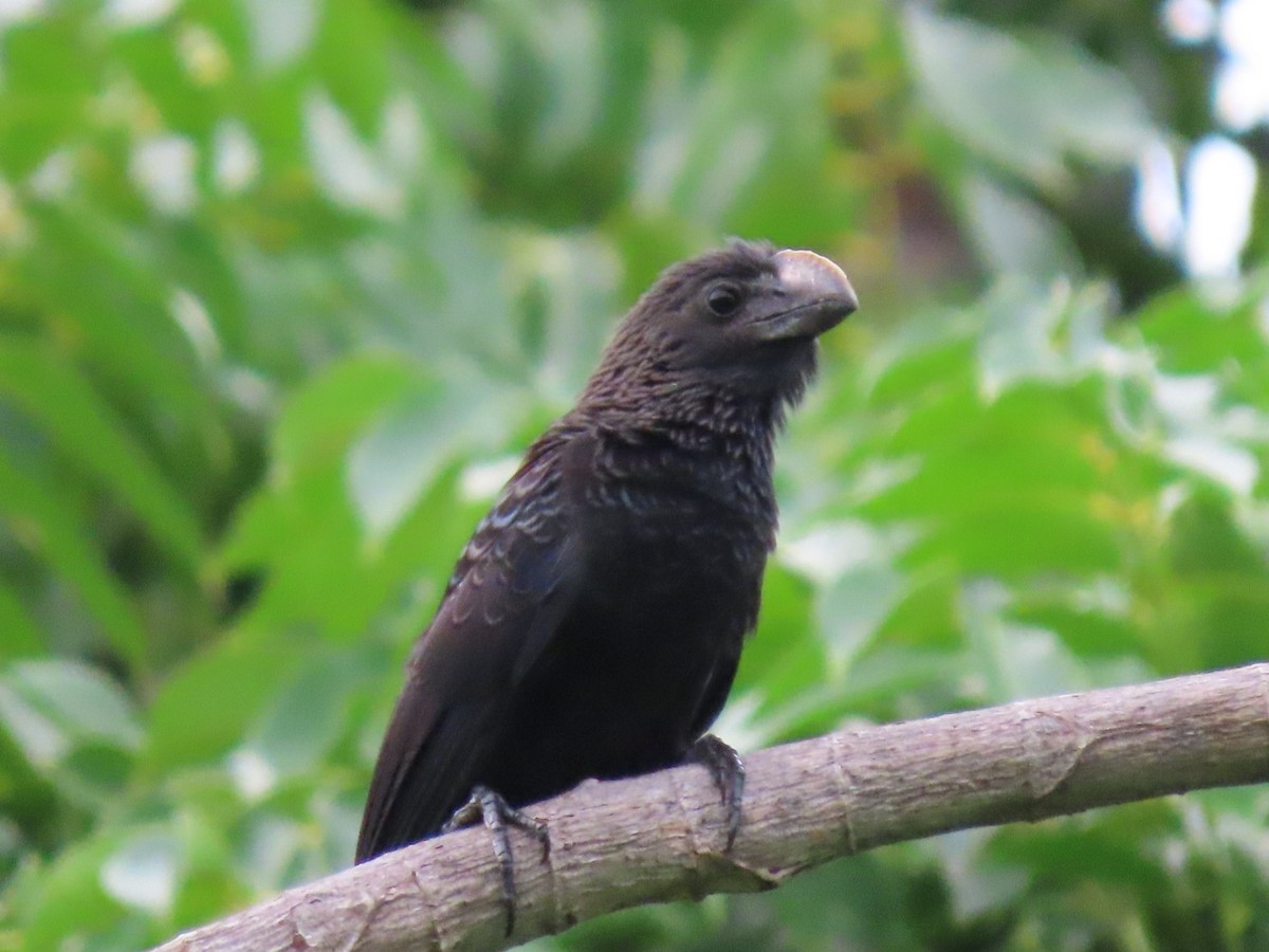 Smooth-billed Ani - ML610913829