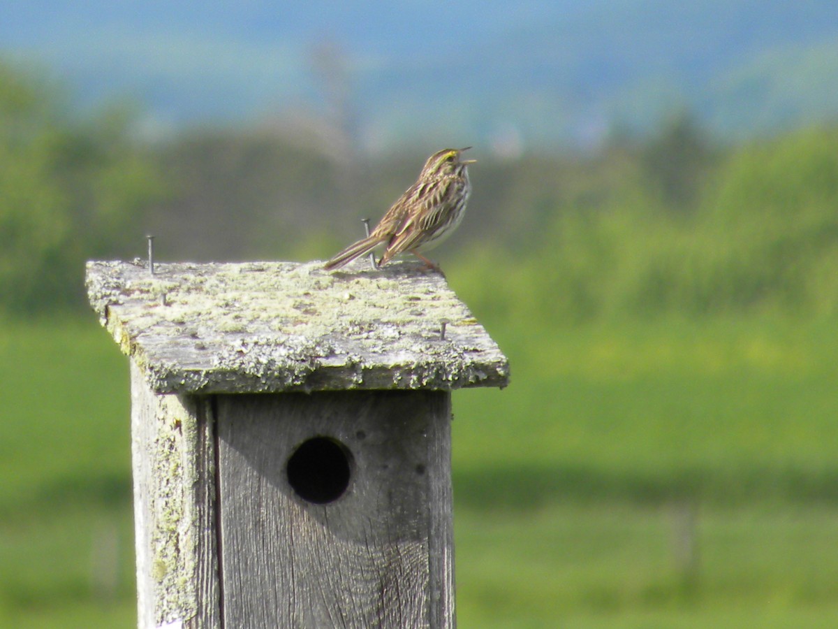 Savannah Sparrow - ML61091401