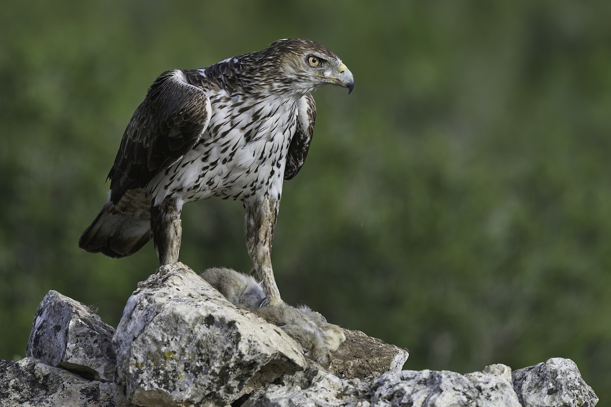 Bonelli's Eagle - ML610914062