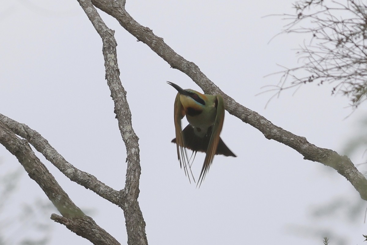 Rainbow Bee-eater - ML610914137