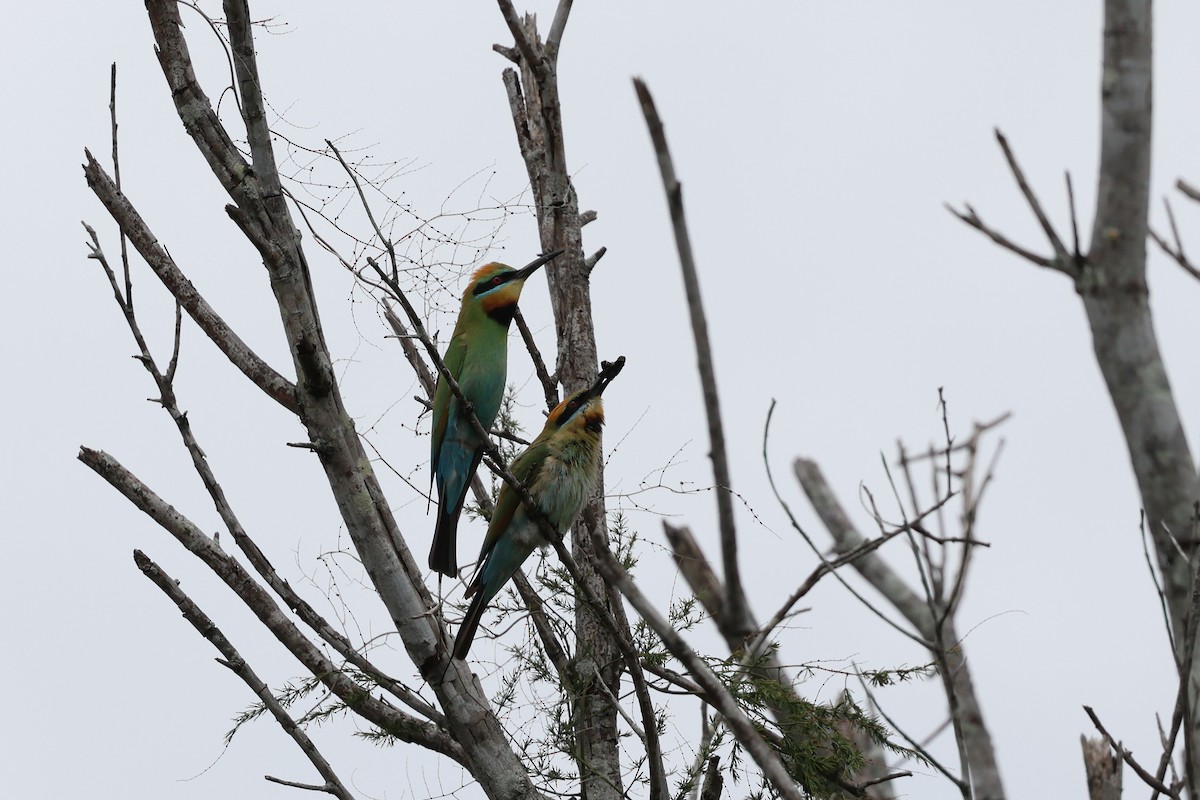 Rainbow Bee-eater - ML610914140