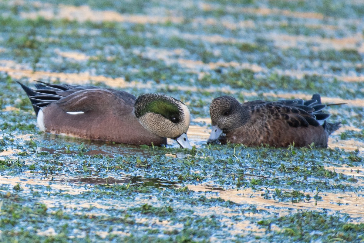 American Wigeon - ML610914150