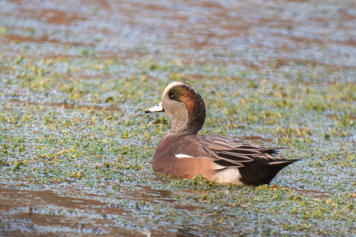 American Wigeon - ML610914151