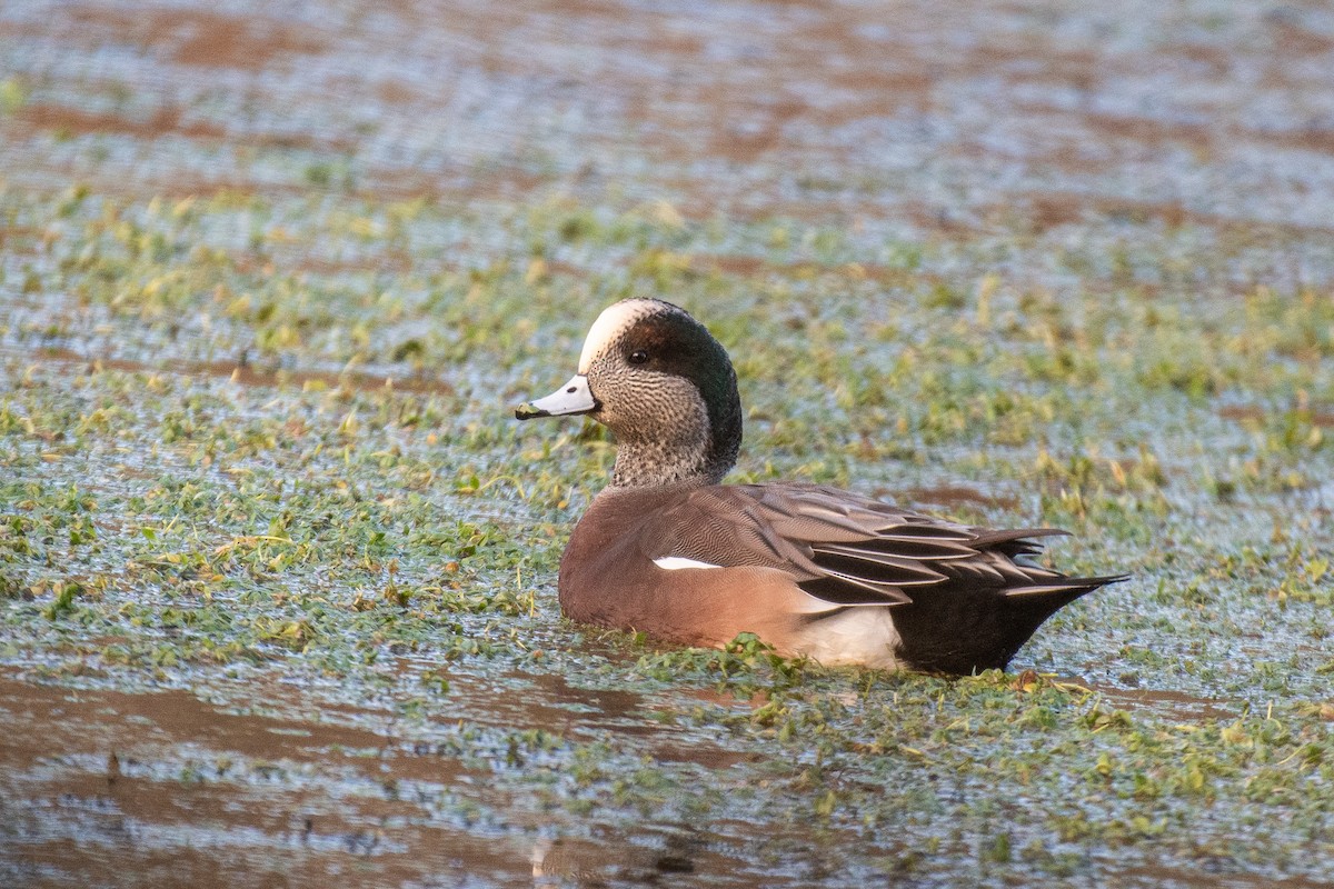 American Wigeon - Lisa Nasta