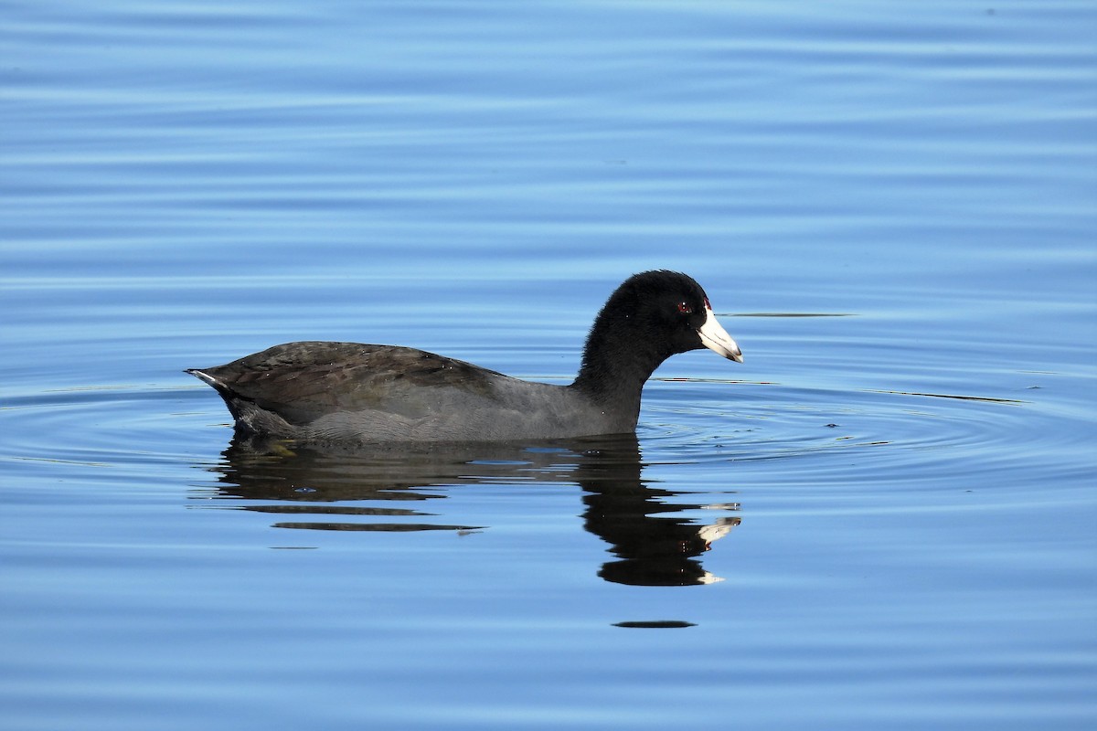 American Coot - S. K.  Jones