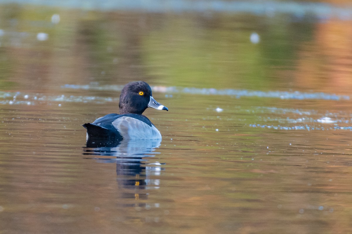 Ring-necked Duck - Lisa Nasta