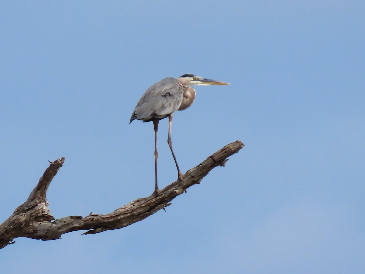 Great Blue Heron - ML610914166