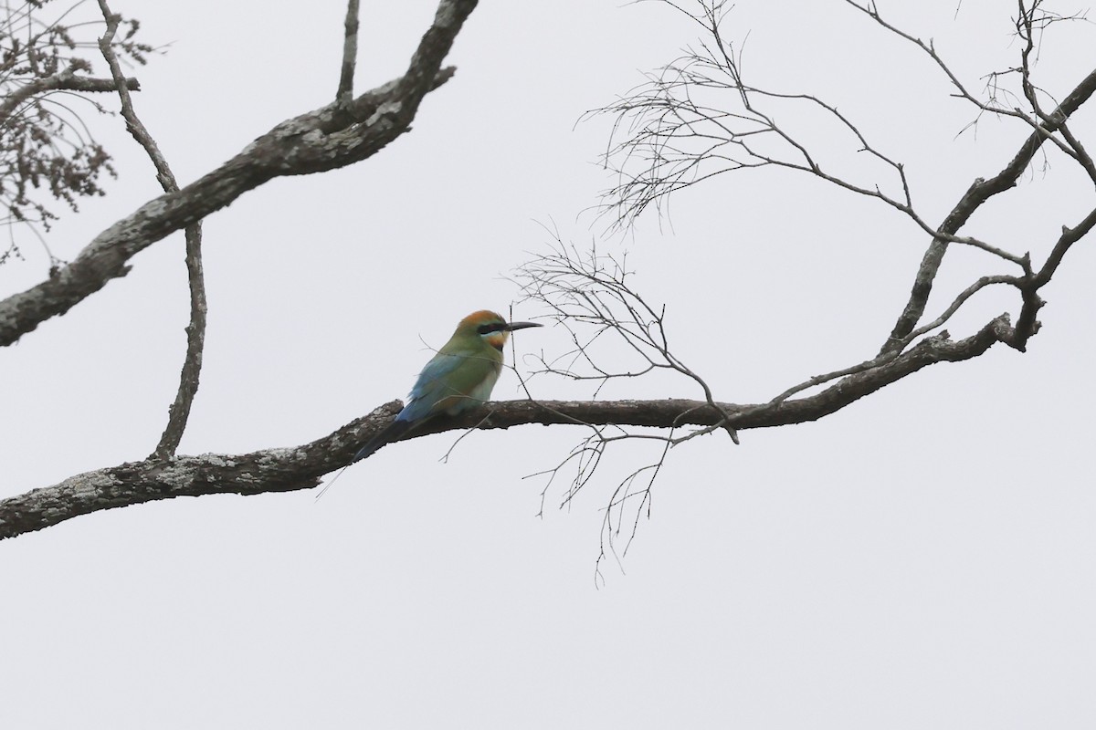 Rainbow Bee-eater - ML610914168