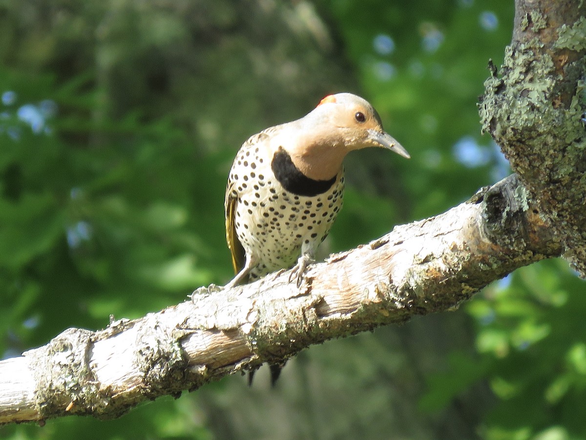 Northern Flicker (Yellow-shafted) - Tim Carney