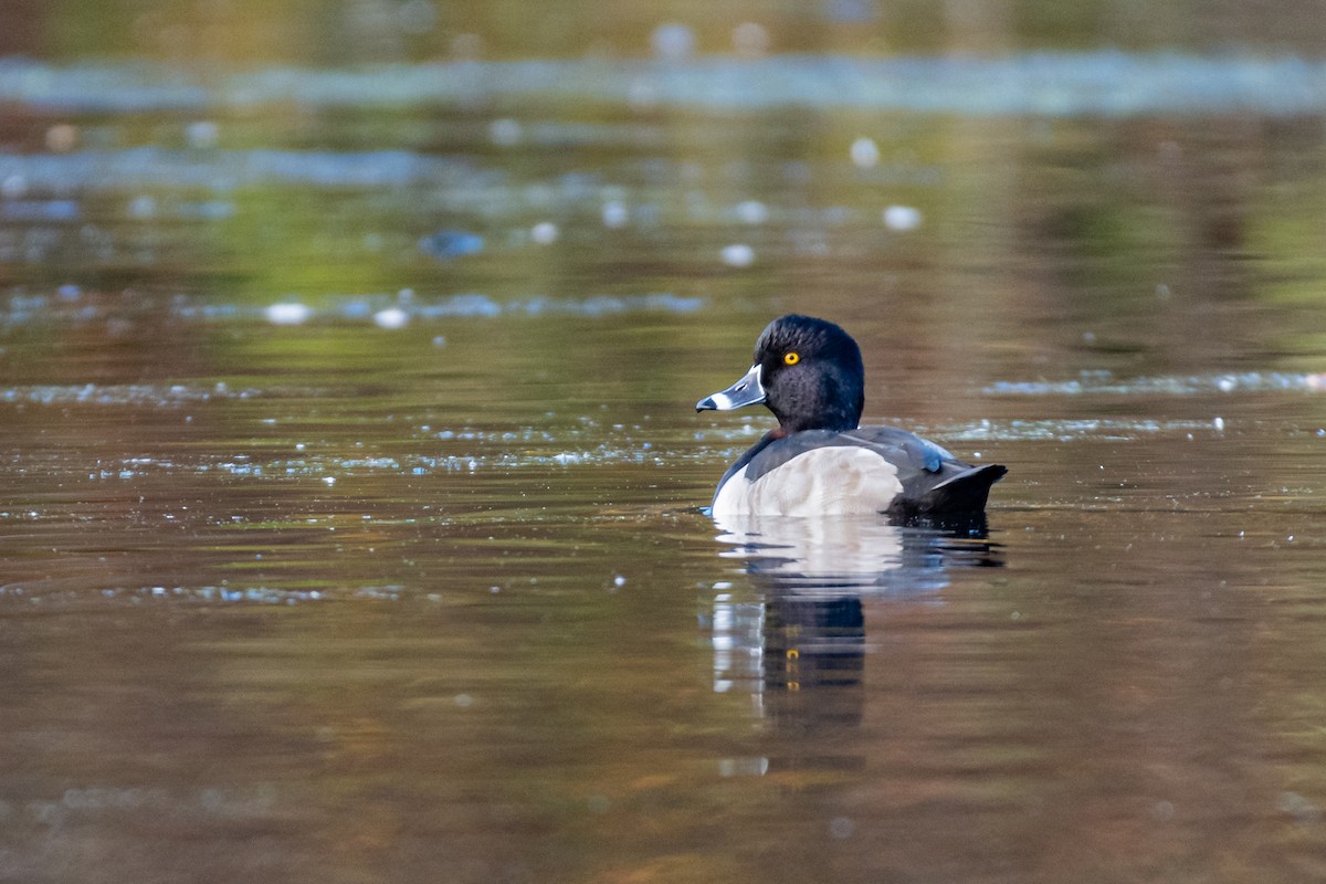 Ring-necked Duck - ML610914181