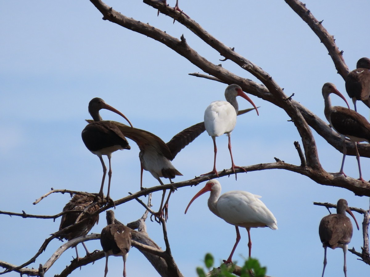 ibis bílý - ML610914184