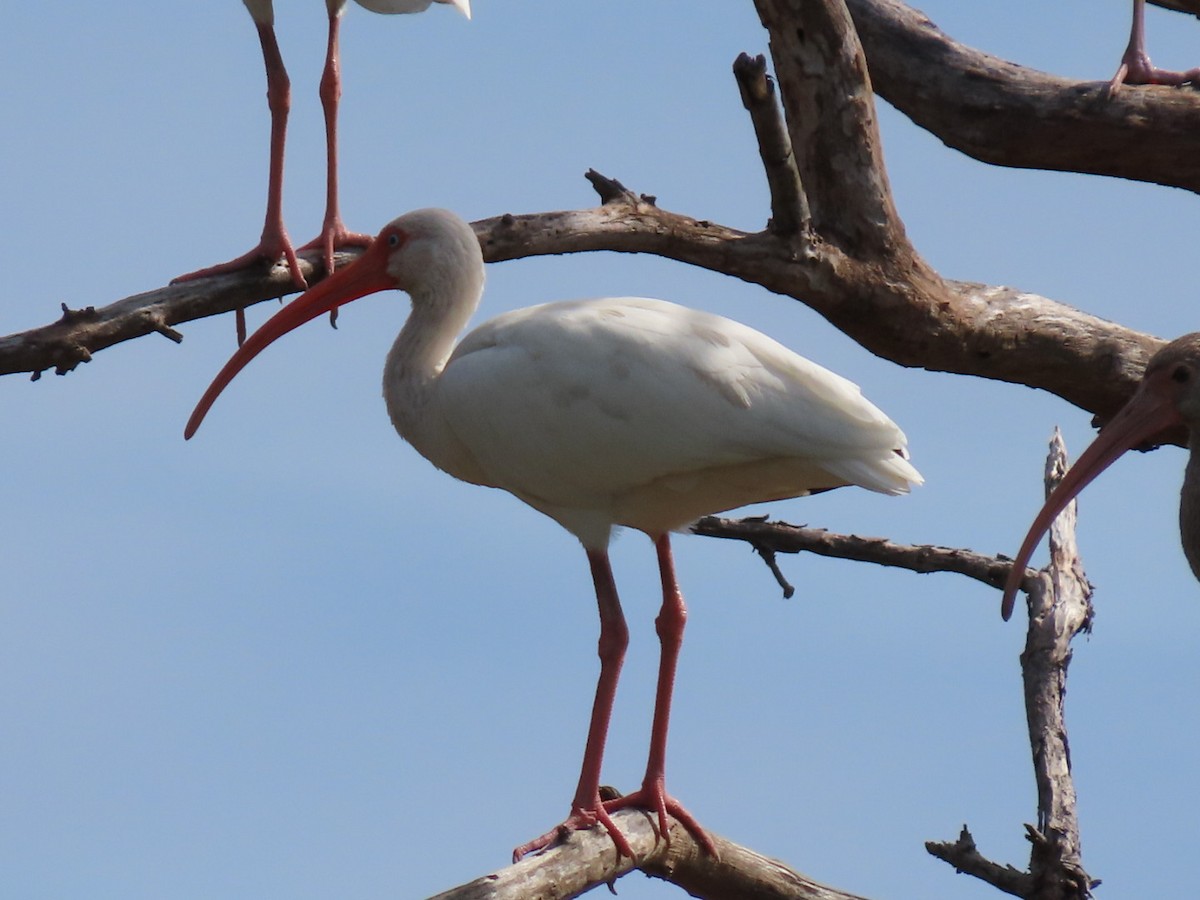 ibis bílý - ML610914186