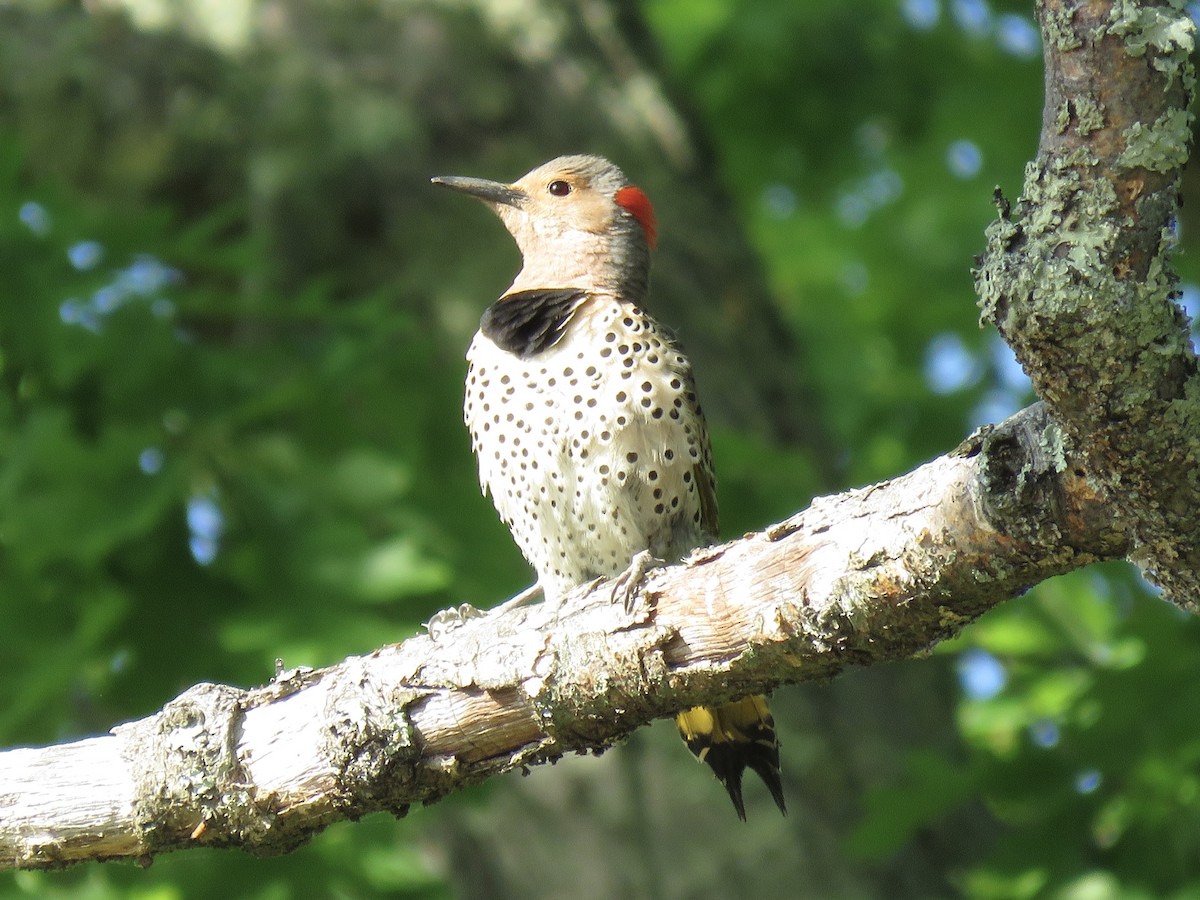 Northern Flicker (Yellow-shafted) - Tim Carney