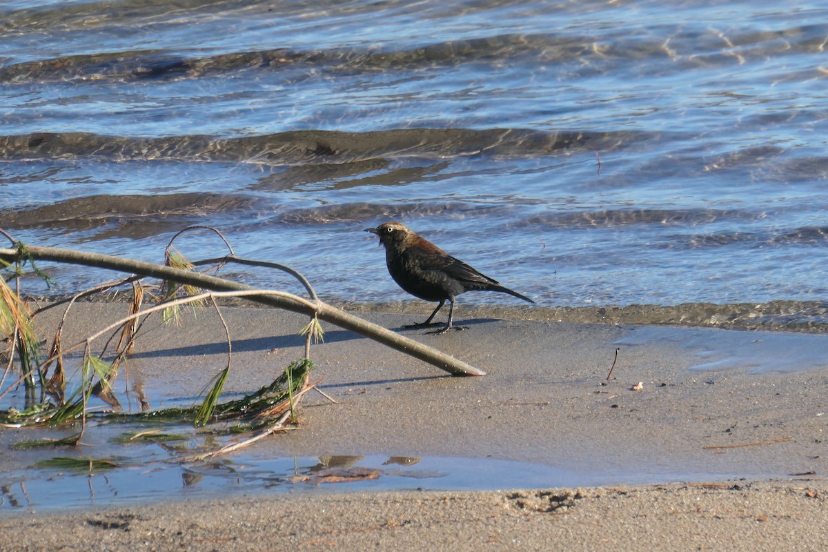Rusty Blackbird - ML610914270