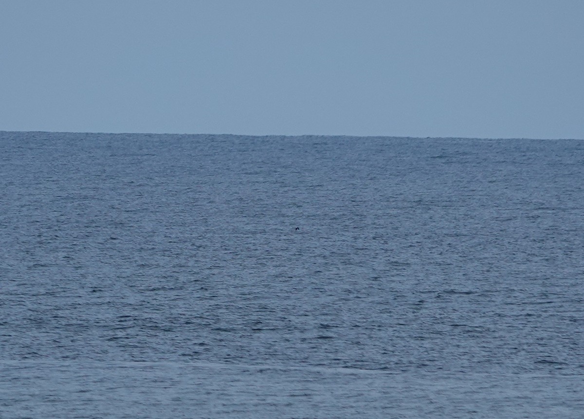 Leach's Storm-Petrel - ML610914282