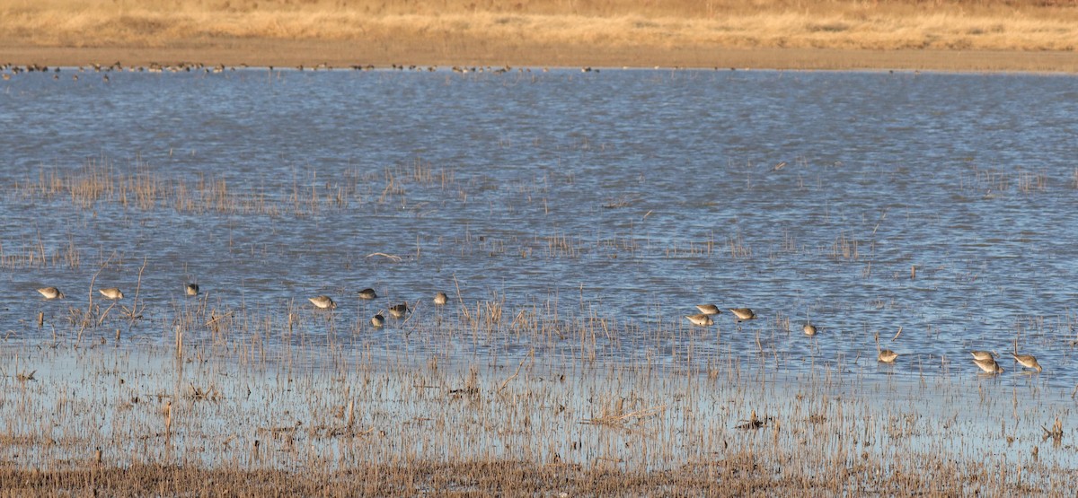 Long-billed Dowitcher - ML610914287