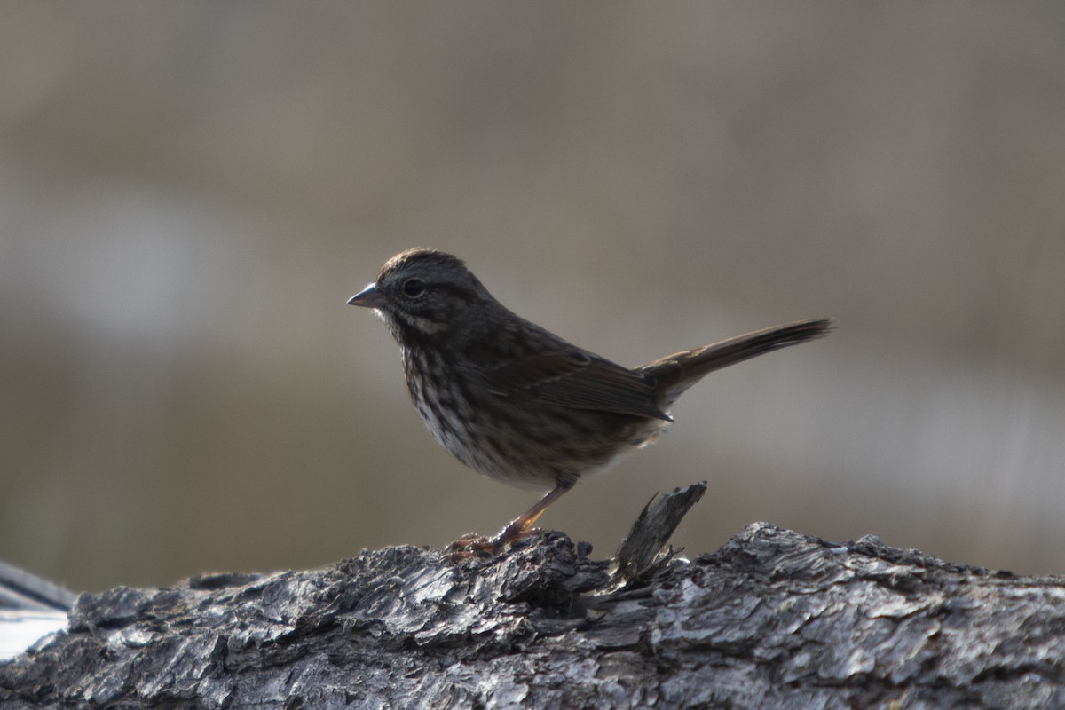 Song Sparrow - Andrew Lee