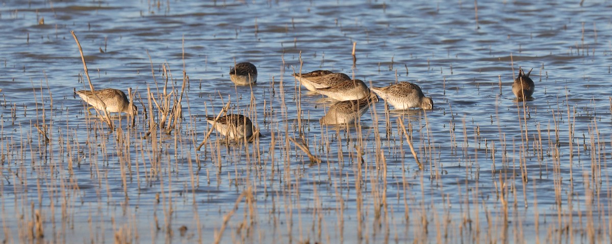 Long-billed Dowitcher - ML610914294