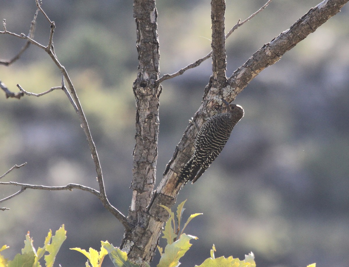 Williamson's Sapsucker - ML610914305