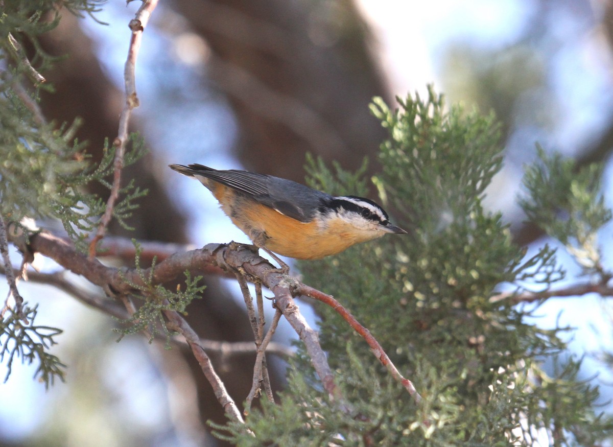 Red-breasted Nuthatch - ML610914320