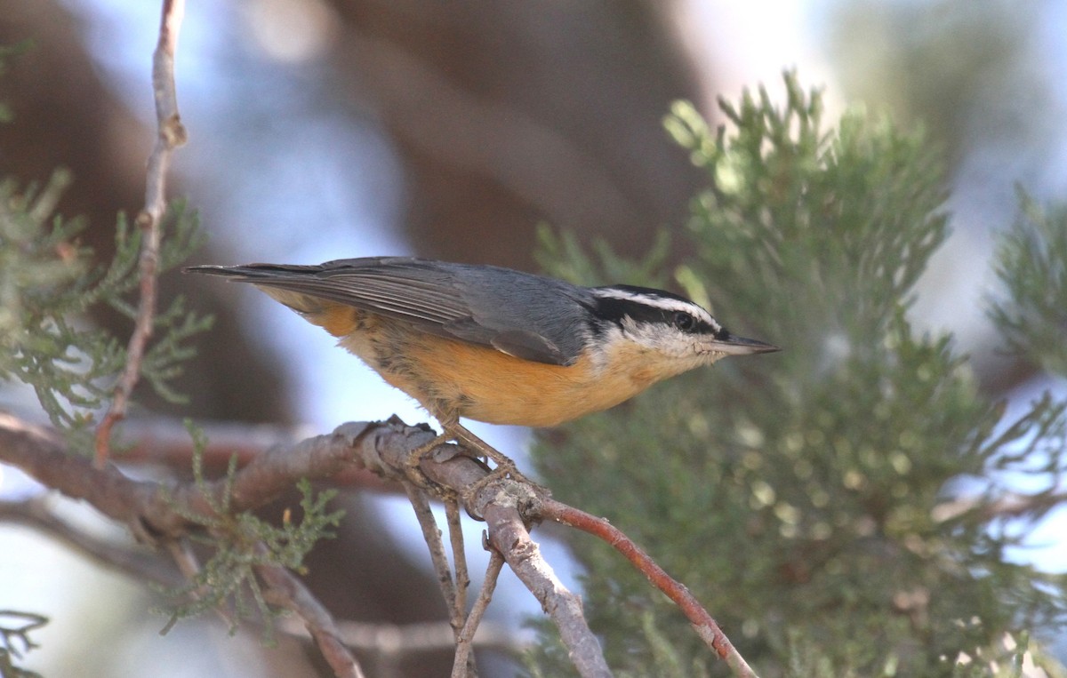 Red-breasted Nuthatch - ML610914321