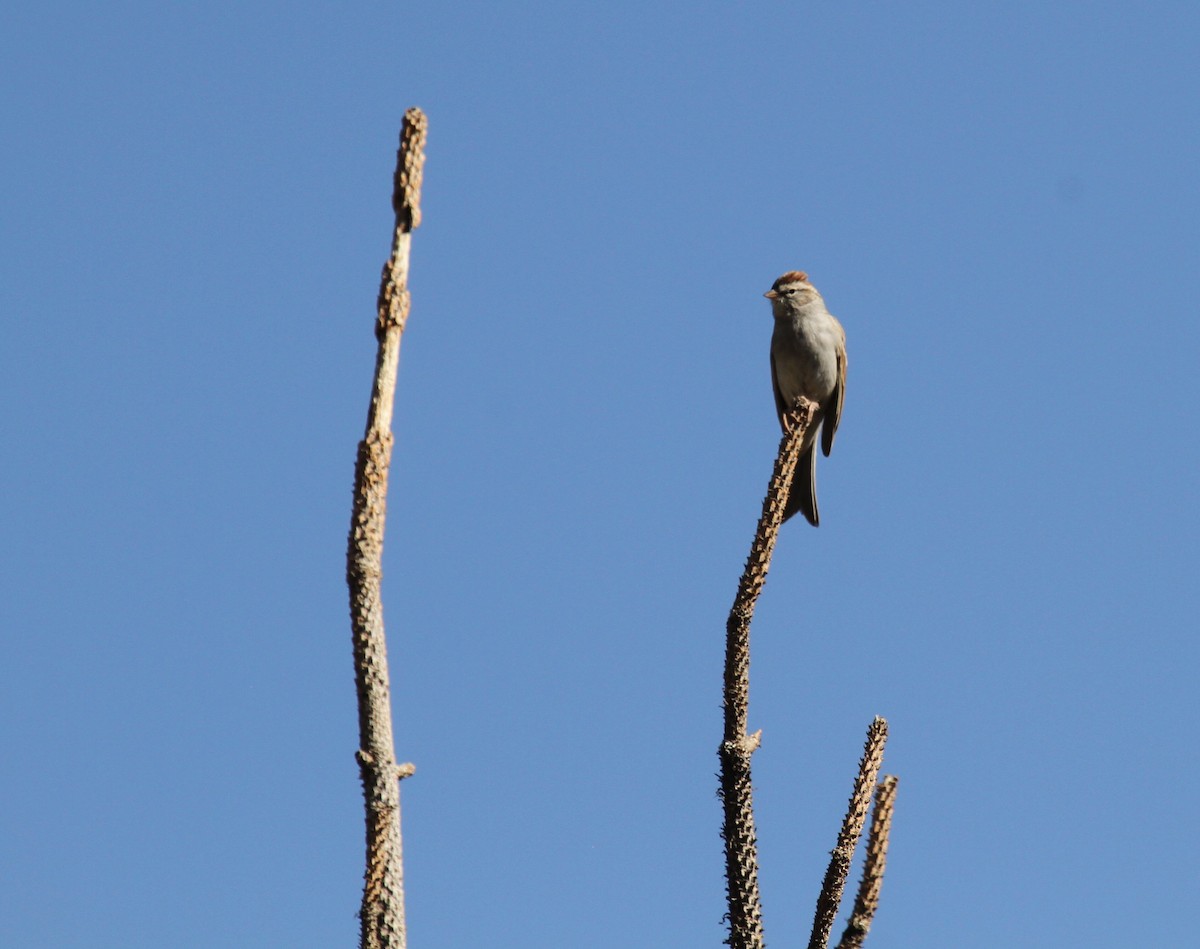 Chipping Sparrow - ML610914335