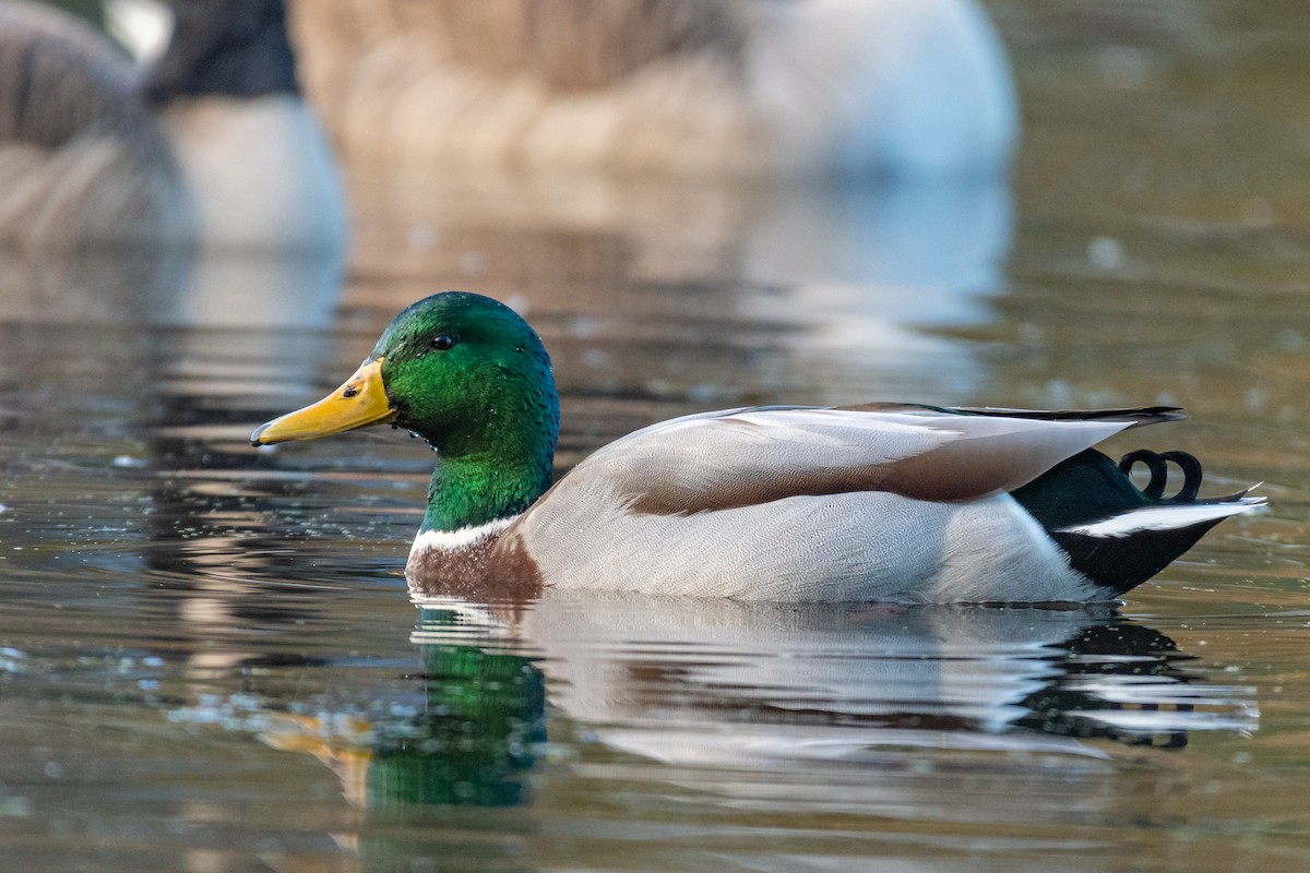 Mallard - ML610914339