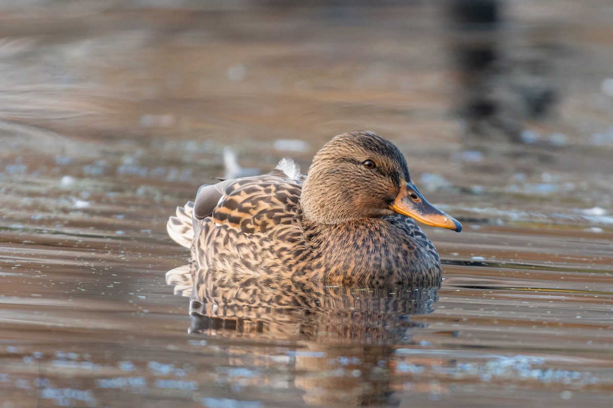 Mallard - ML610914340