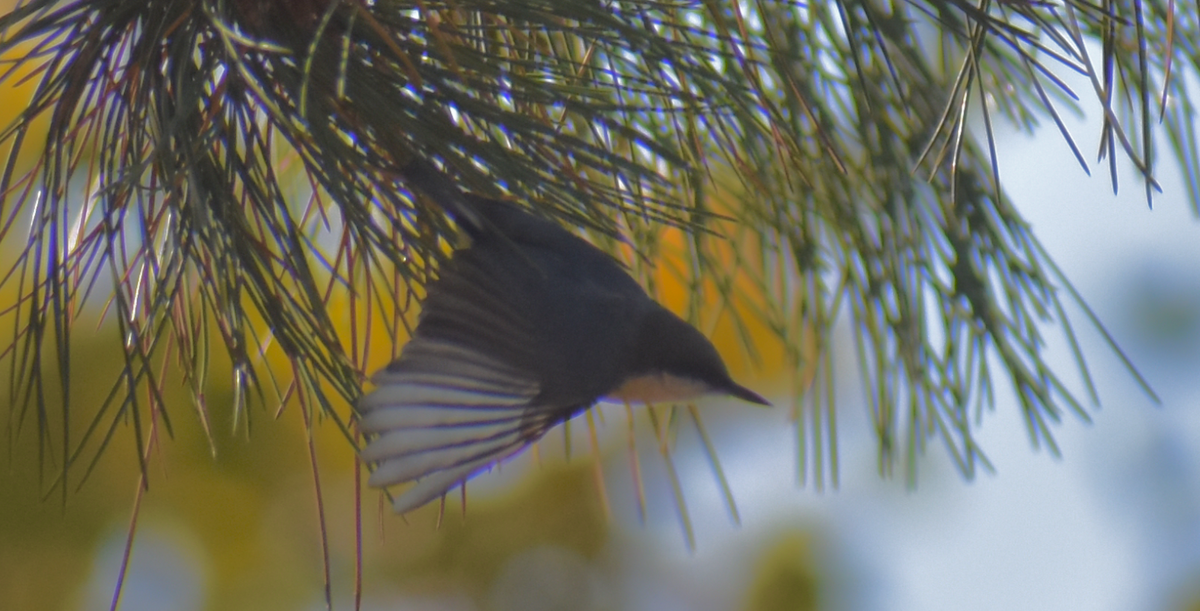 Pygmy Nuthatch - ML610914350