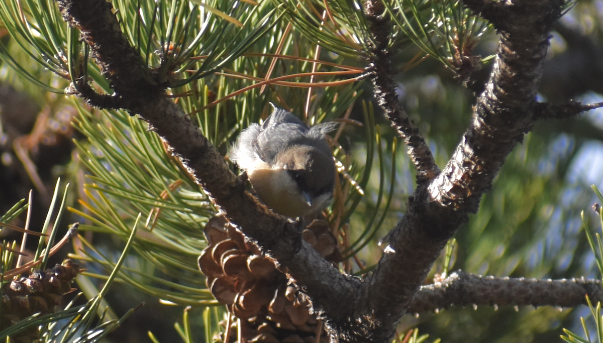 Pygmy Nuthatch - Aaron Beerman