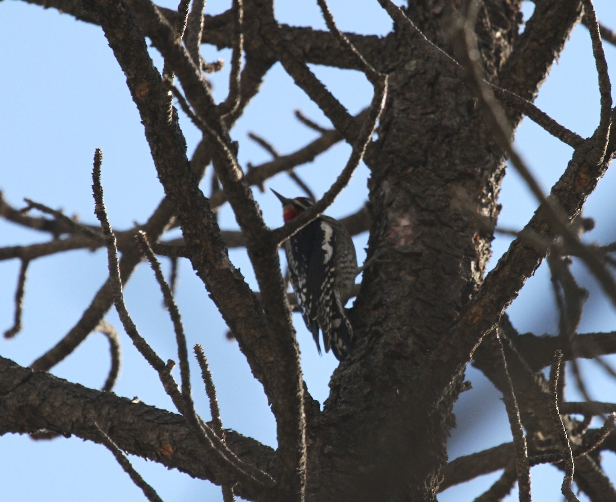 Red-naped Sapsucker - ML610914361