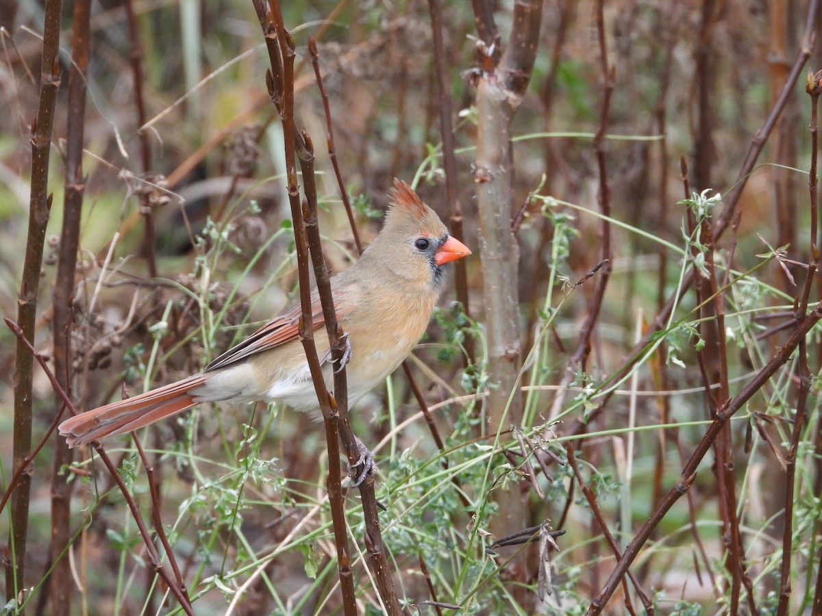 Northern Cardinal - ML610914491