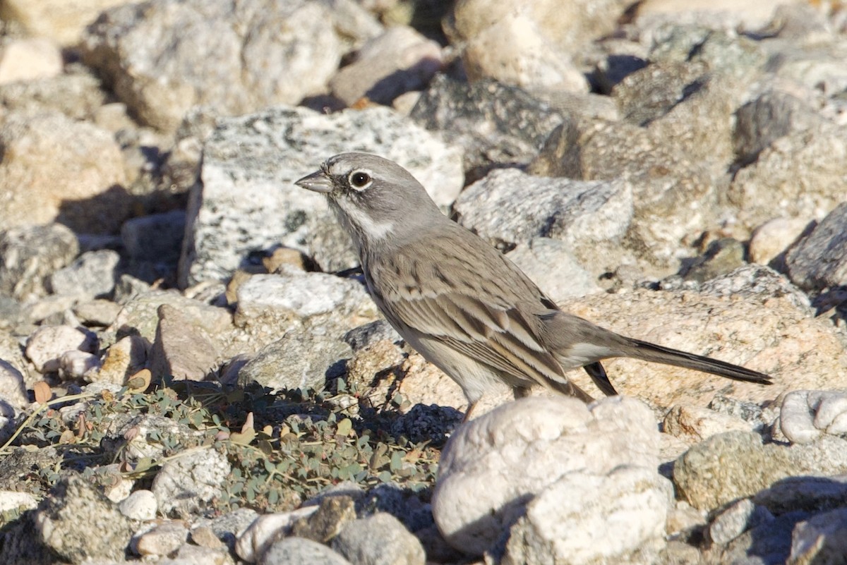 Sagebrush Sparrow - ML610914494