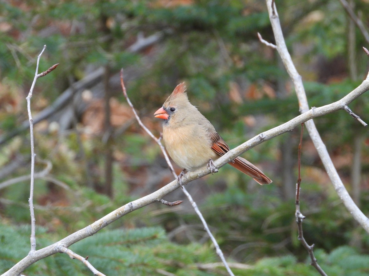 Northern Cardinal - Jim Lind