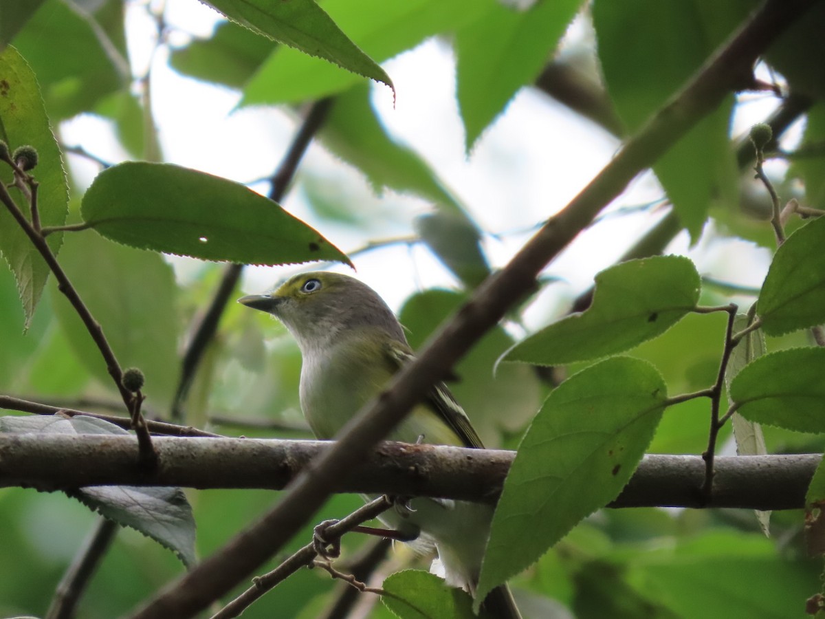 White-eyed Vireo - ML610914514