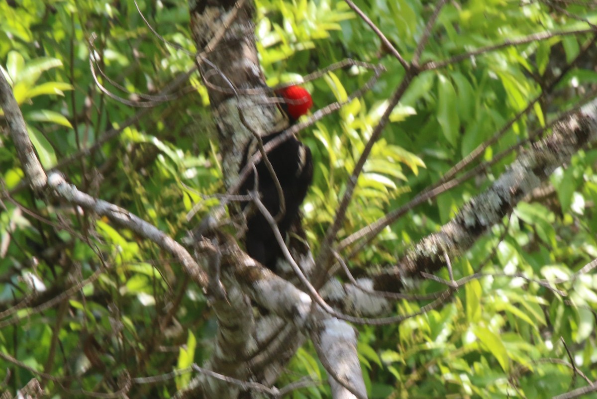 Lineated Woodpecker - ML610914582