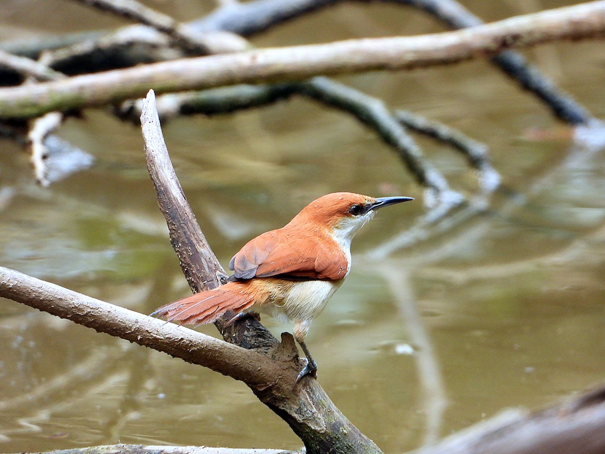 Red-and-white Spinetail - ML610914615