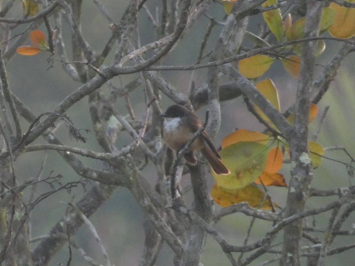 Cinnamon-tailed Fantail - ML610914638