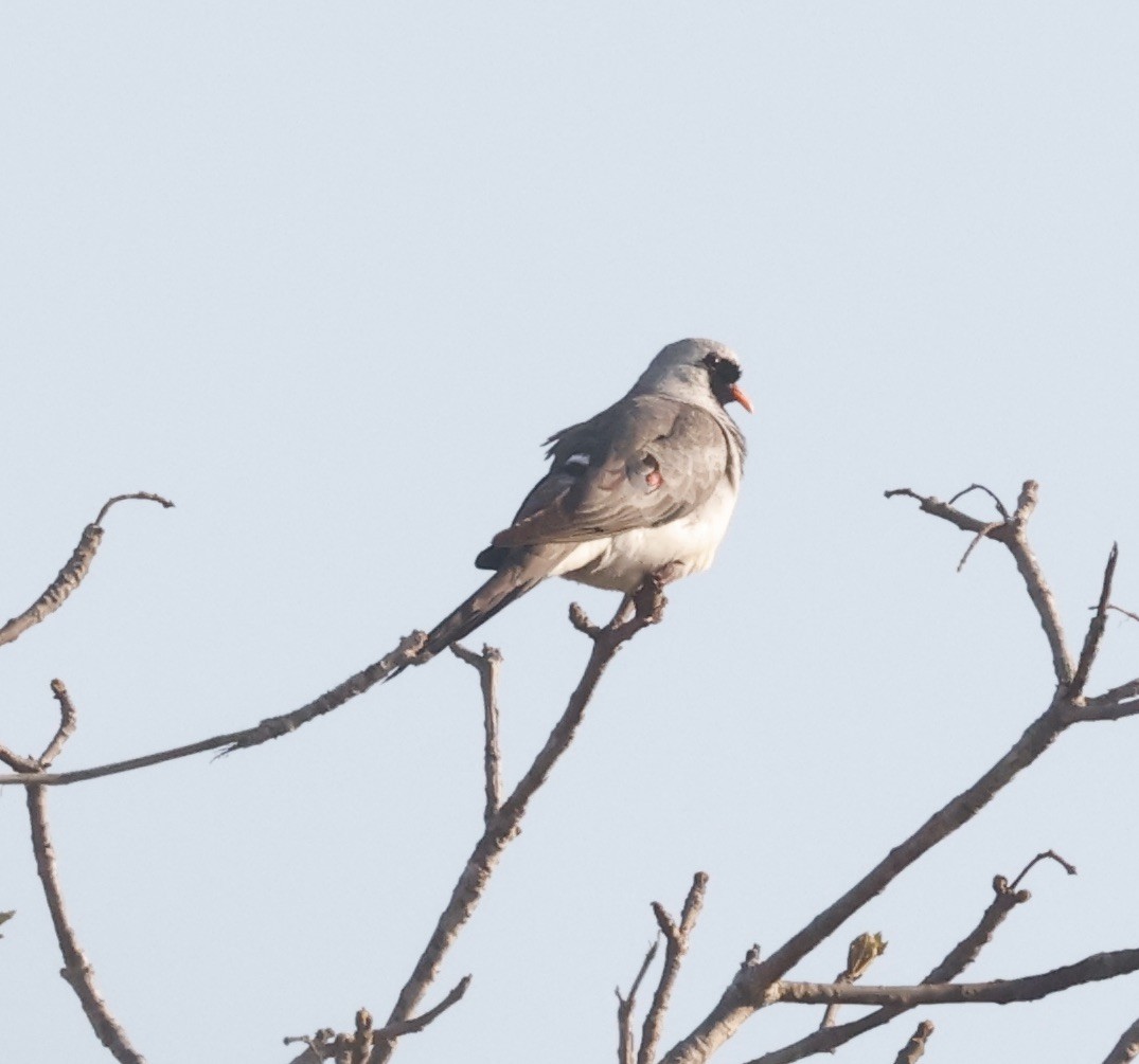 Namaqua Dove - ML610914855