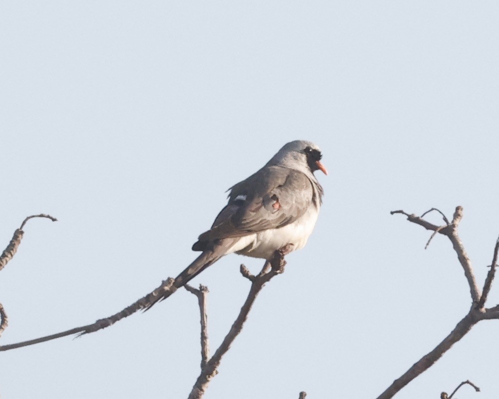 Namaqua Dove - ML610914856