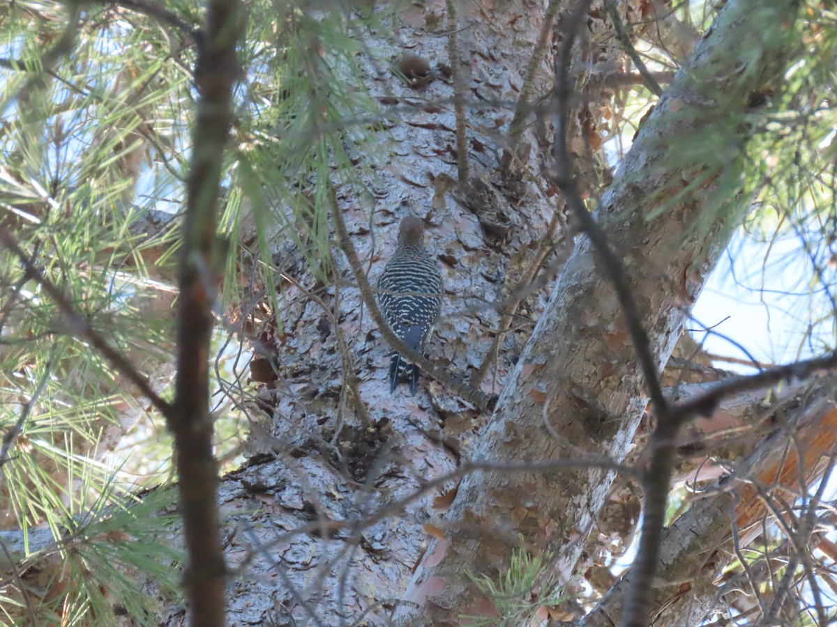 Williamson's Sapsucker - Edana Salisbury