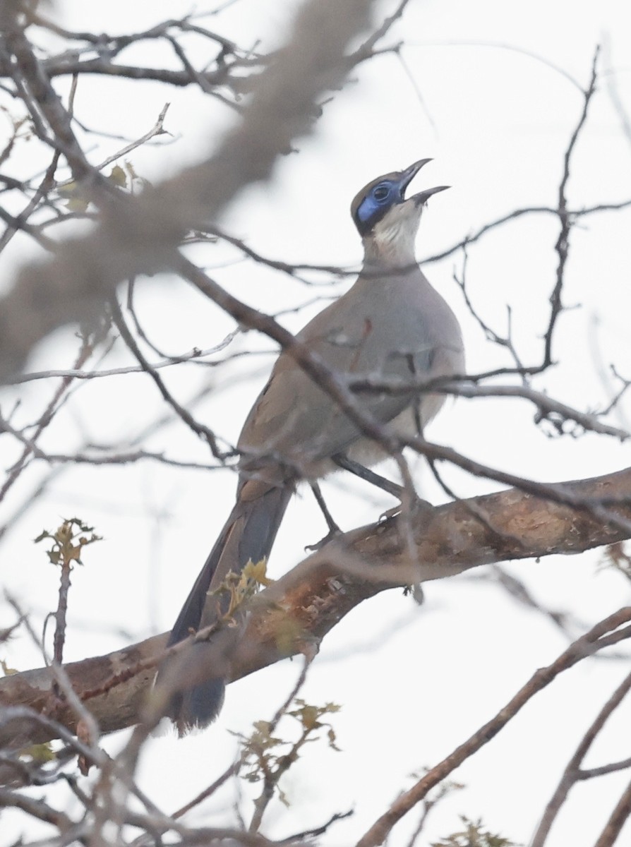 Red-capped Coua (Green-capped) - ML610914897