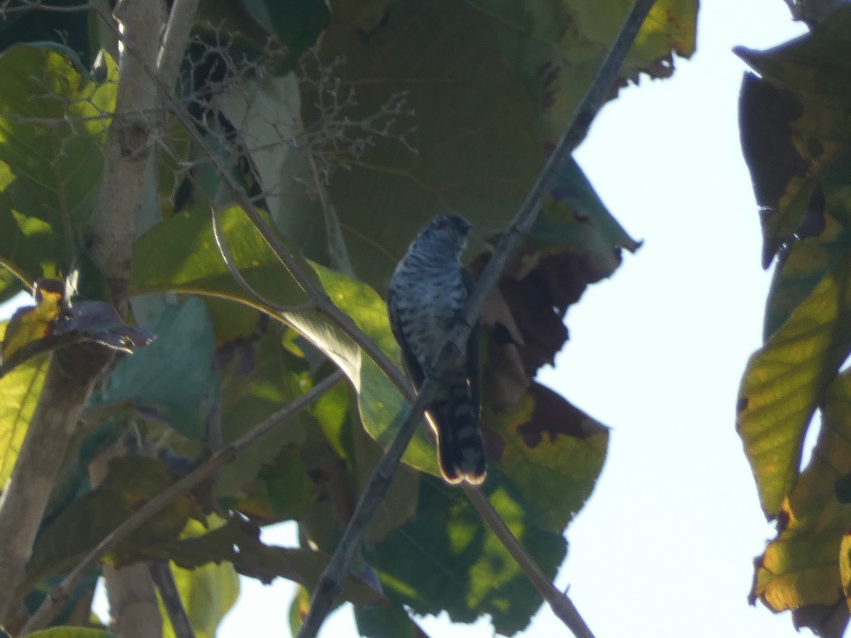 Little Bronze-Cuckoo (Banda) - Matthew Rathgeber