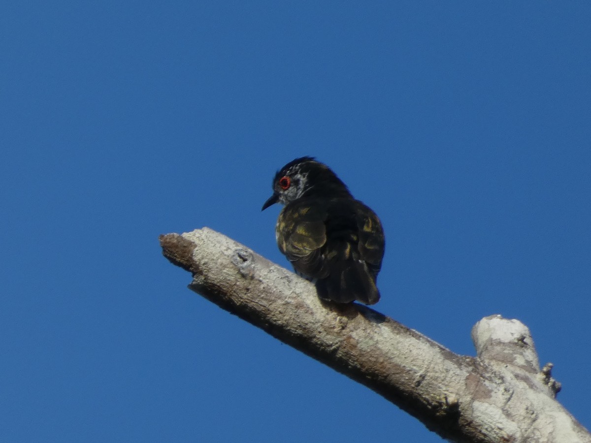 Little Bronze-Cuckoo (Banda) - Matthew Rathgeber