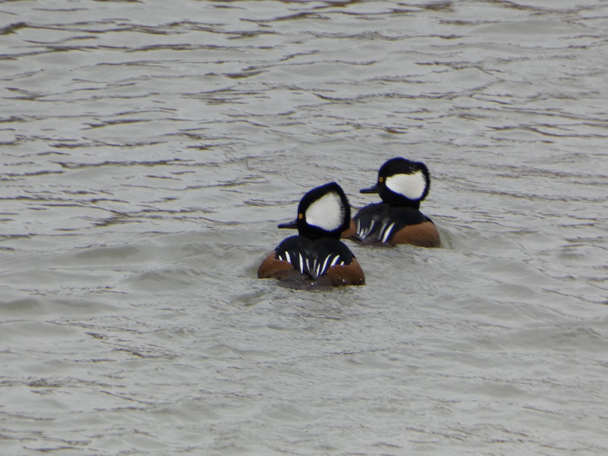 Hooded Merganser - ML610914936