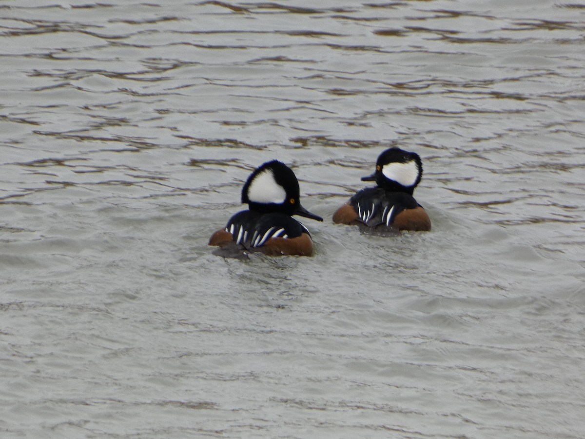 Hooded Merganser - ML610914937