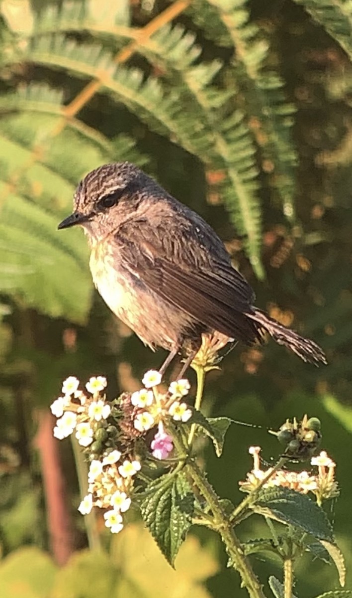 African Stonechat - ML610914958
