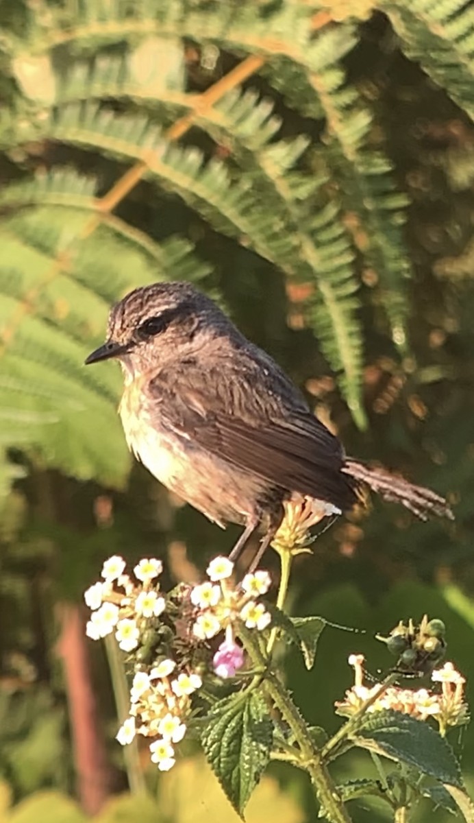 African Stonechat - ML610914966