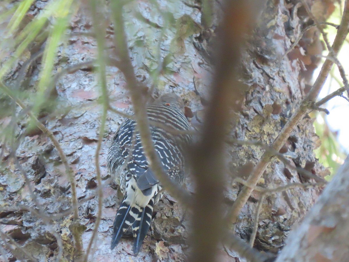 Williamson's Sapsucker - Edana Salisbury